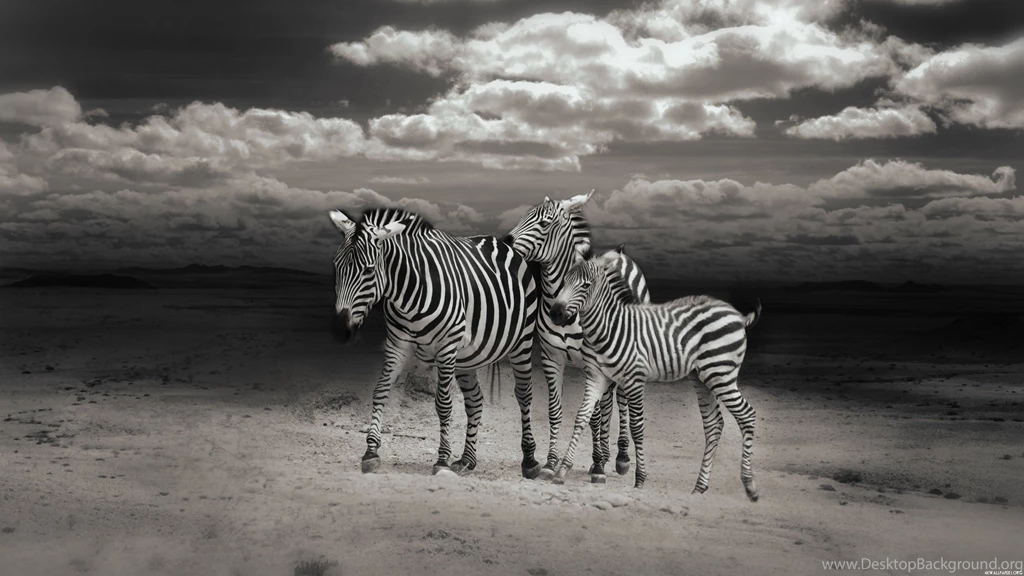 4K Zebras Wallpapers