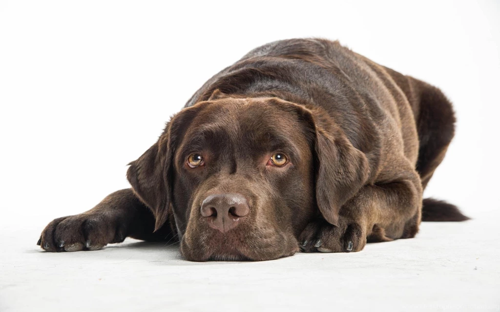 Quiet Chocolate Lab HD Desktop Wallpapers : Widescreen : High ...