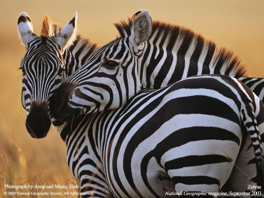 My Free Wallpapers   Nature Wallpapers : Zebras