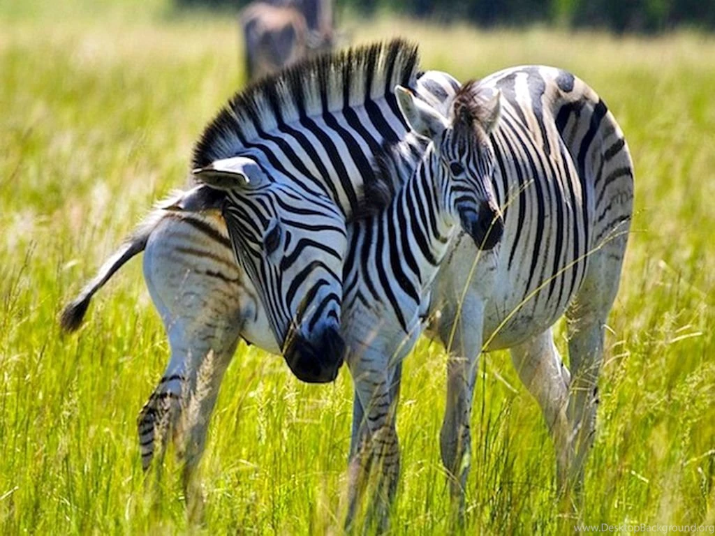 Tow Beautiful Zebras Wallpapers BestePics