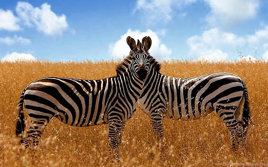 Savanna Zebra Wallpapers » WallDevil   Best Free HD Desktop And ...