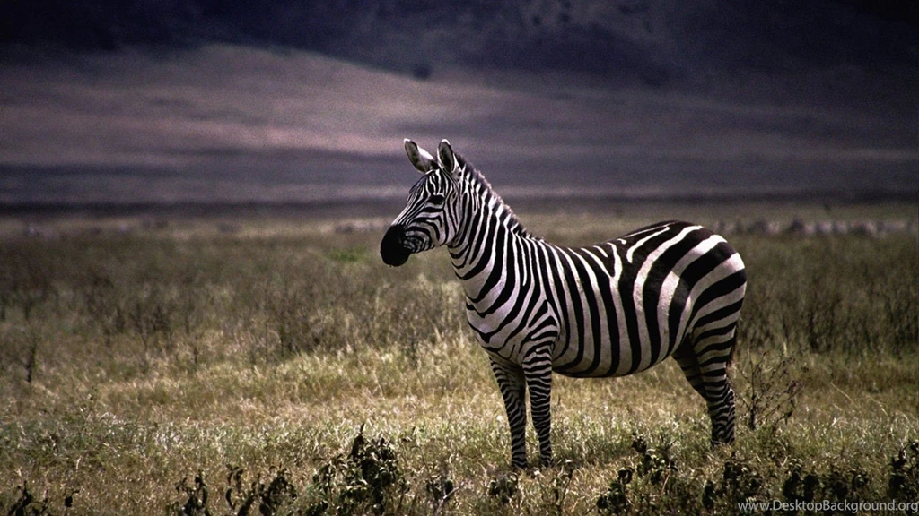 Nature Animals Zebras Wallpapers