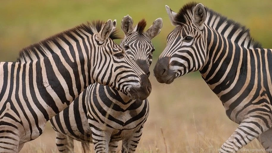 Beautiful Wallpapers Hd Tthree Zebras : Wallpapers13.com