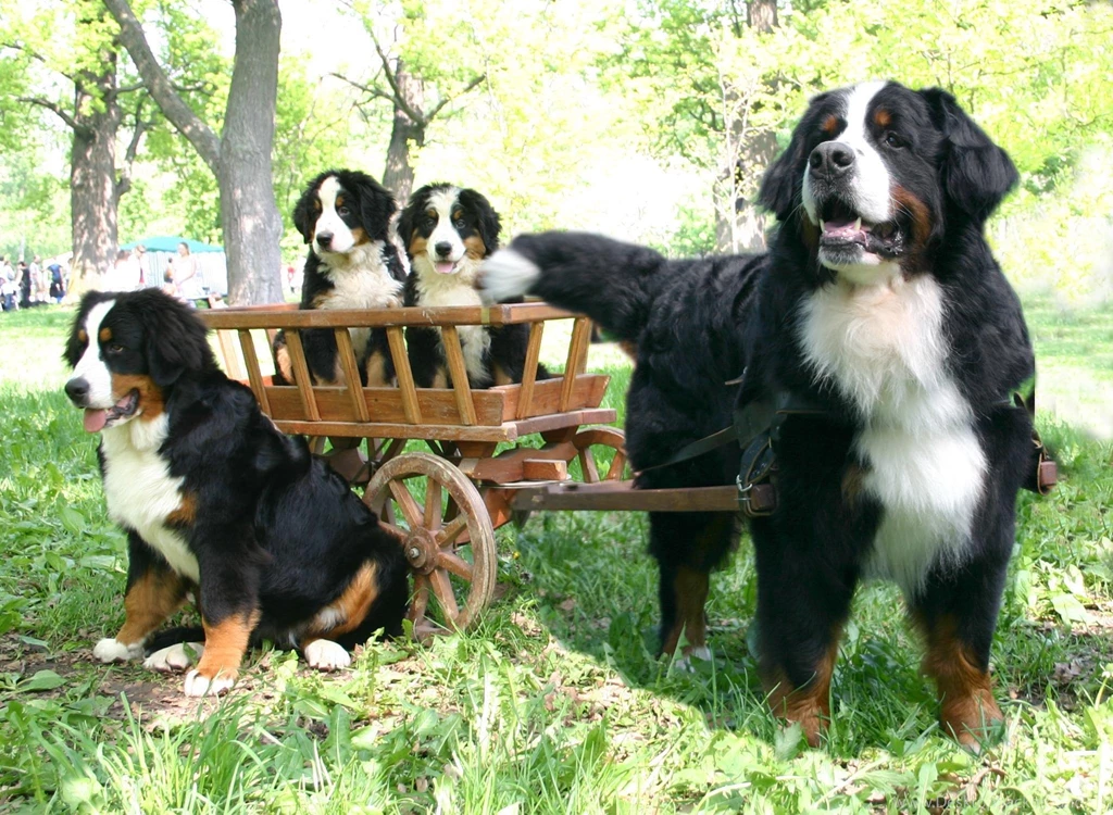 Bernese mountain dog puppies images wallpaper.jpg