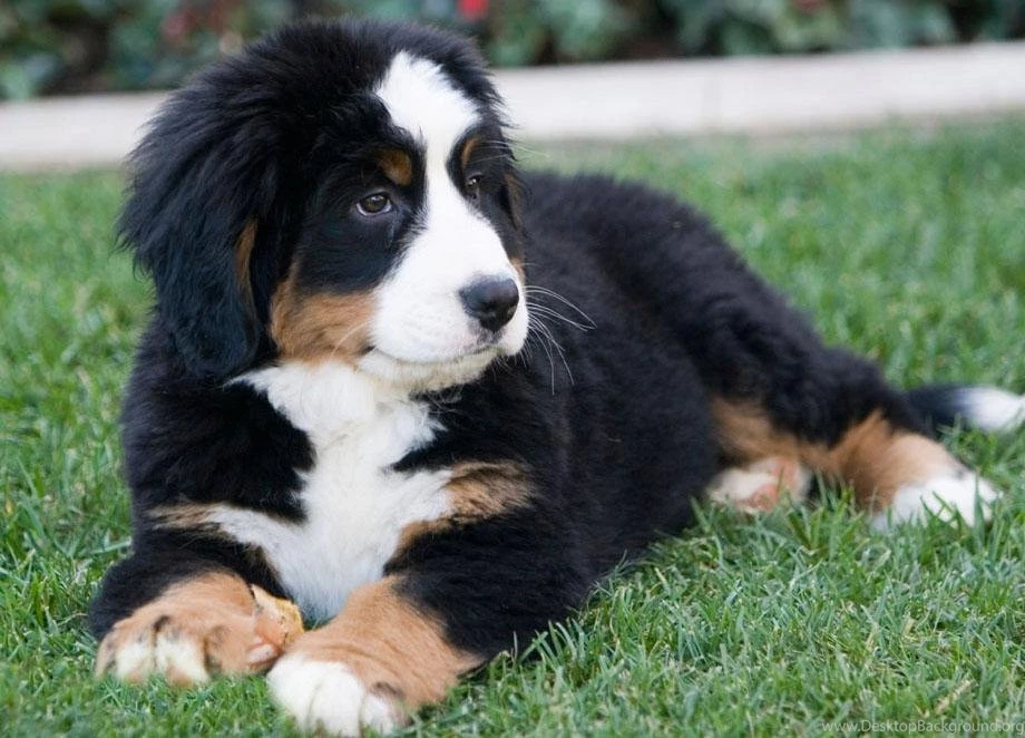 Free Wallpapers Bernese Mountain Dog