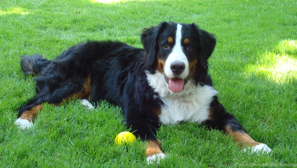 Bernese Mountain Dog Wallpapers HD Download