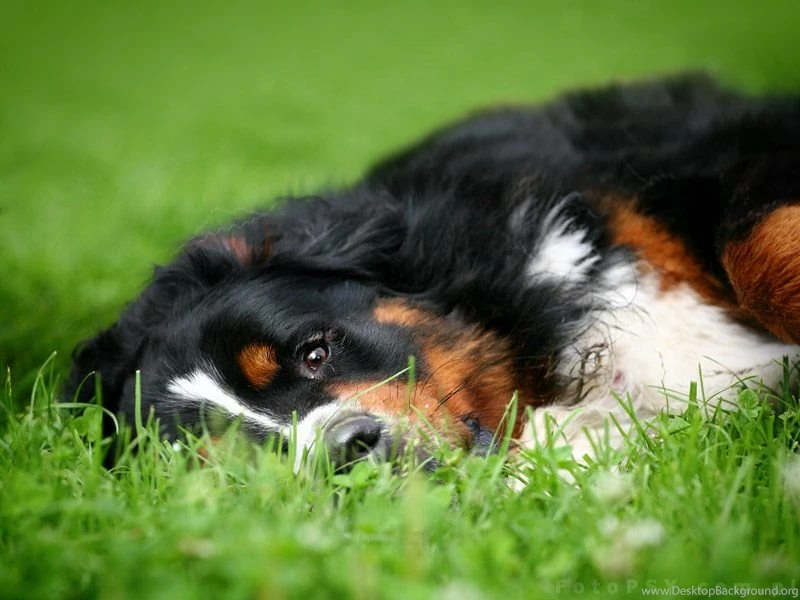 Bernese Mountain Dog By Ankaszklanka On DeviantArt
