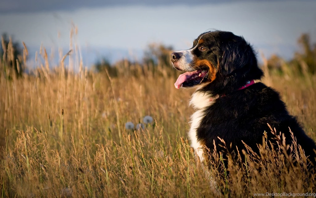 Bernese Mountain Dog At Sunset Field Images.jpg