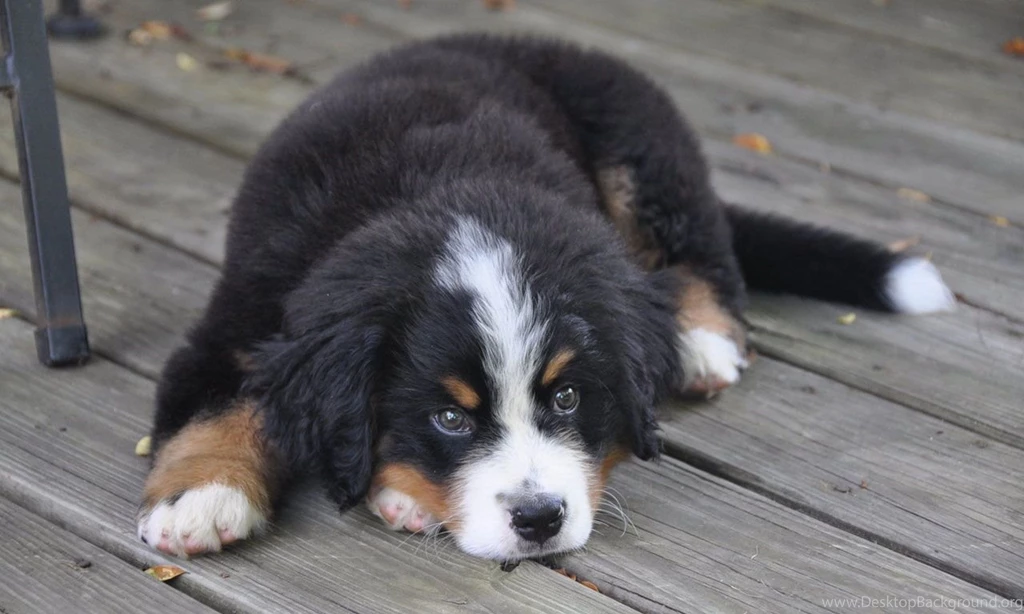 Adorable Bernese Mountain Dog Wallpaper Free Download.jpg