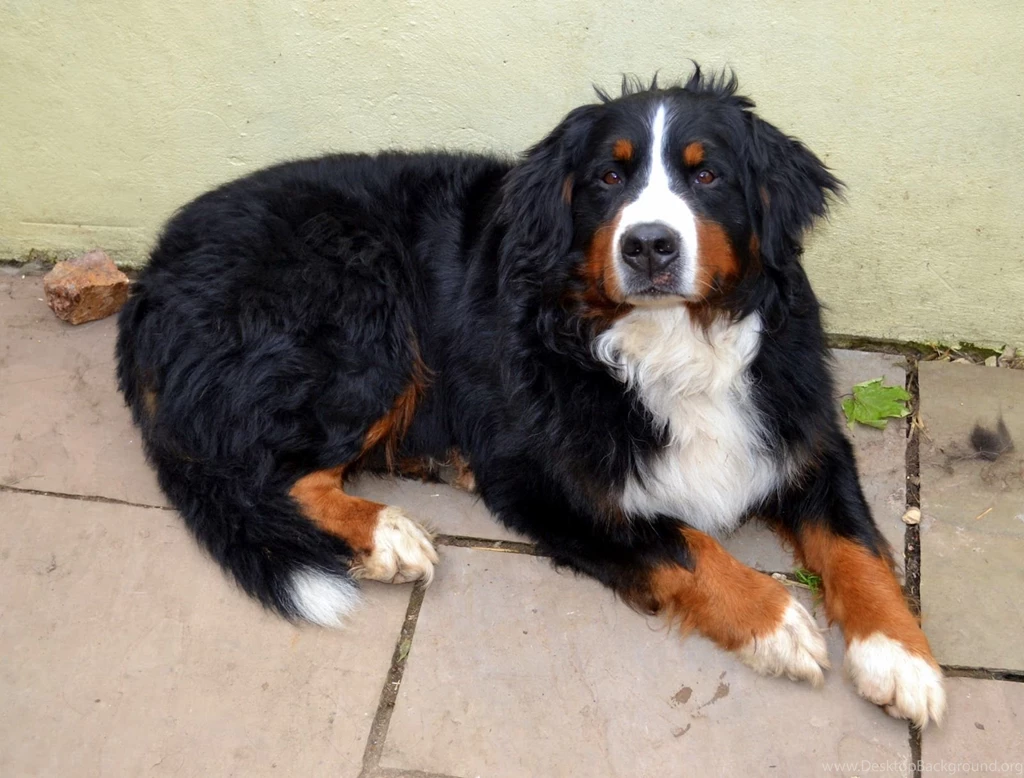 Sad Bernese Mountain Dog Waiting For Owner Wallpapers And Images ...