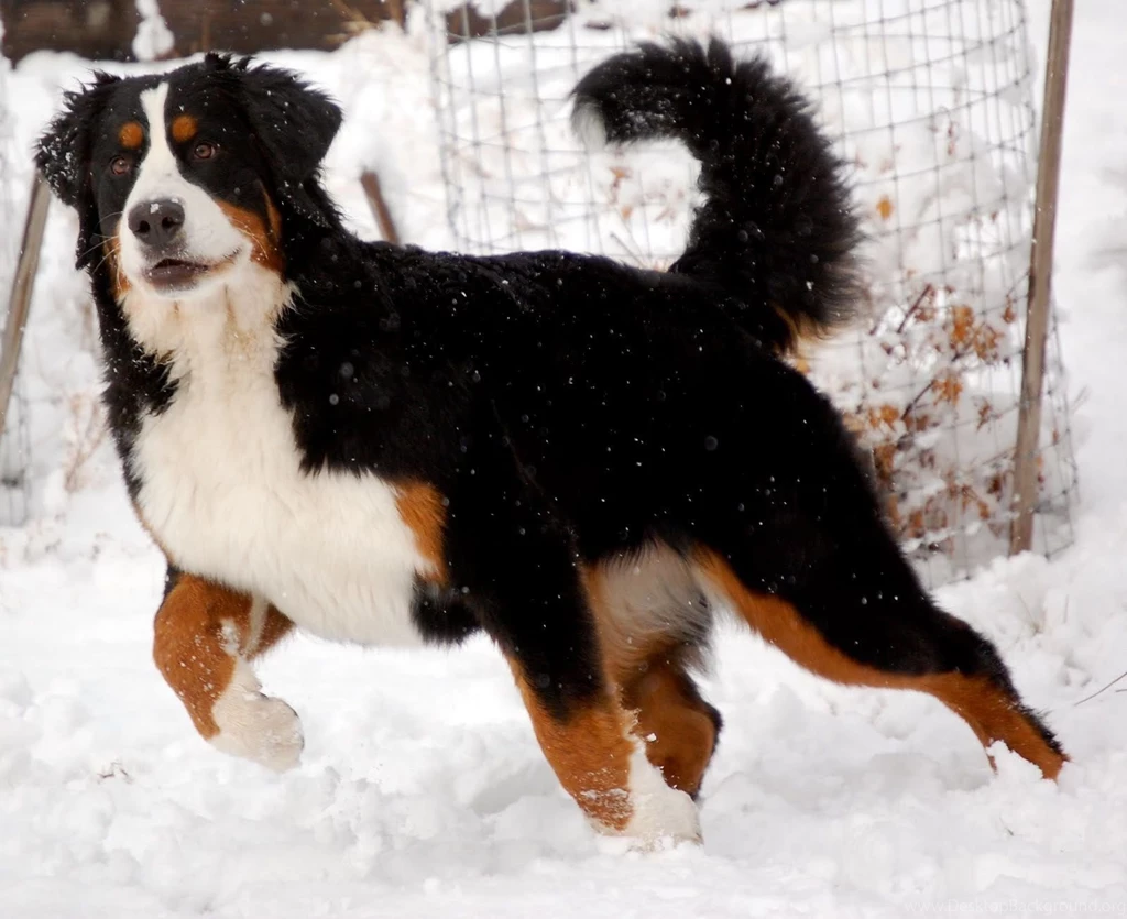 Bernese Mountain Dog Preparing For Run Wallpaper Free Download.jpg