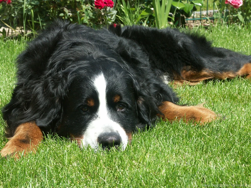Sad Bernese Mountain Dog On The Grass Wallpapers And Images ...