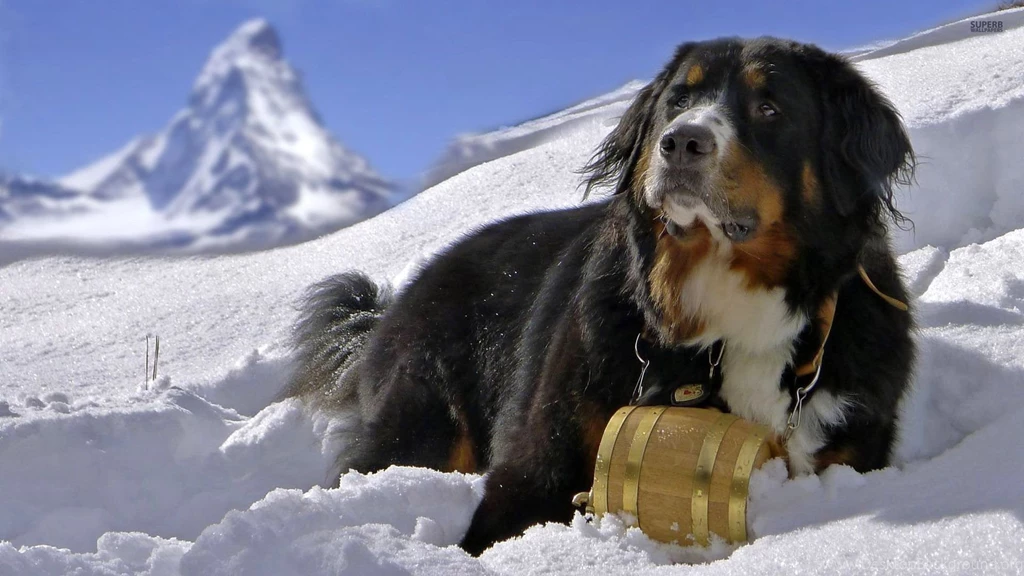 Bernese Mountain Dog Wallpapers   Animal Wallpapers