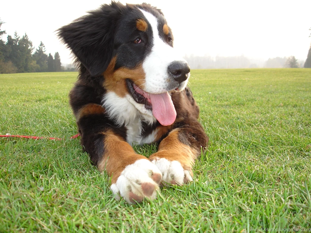 Funny Puppy Bernese Mountain Dog Wallpapers And Images ...