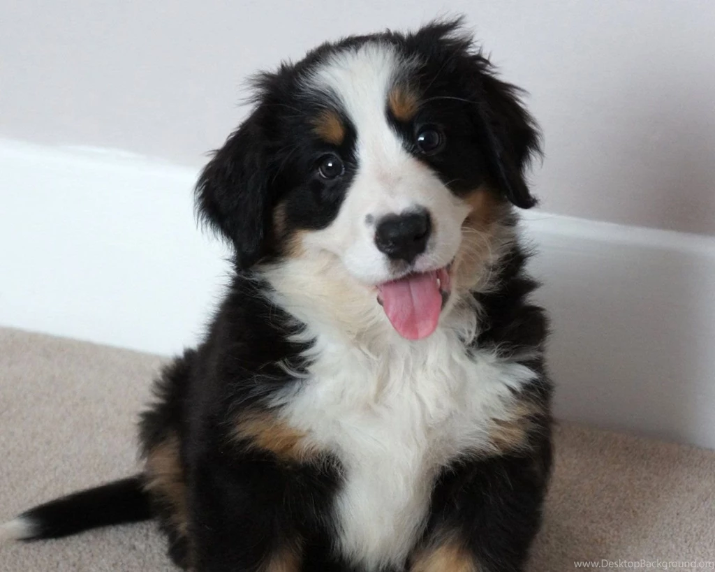 Bernese Mountain Dog Puppy Pictures All Wallpapers New