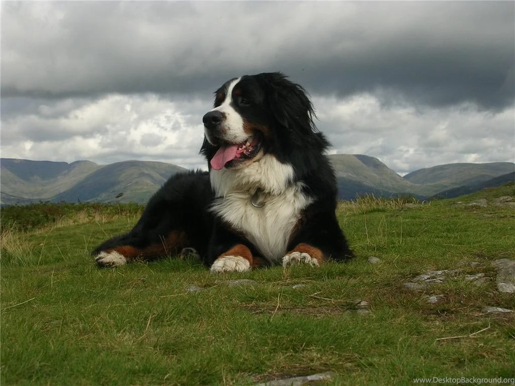 Sennenhund   Dogs Breeds