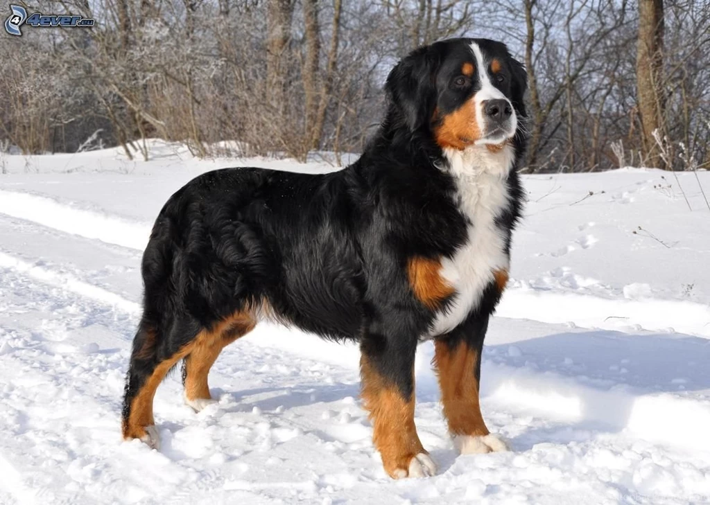 Bernese Mountain Dog Puppy Pictures   All Wallpapers New