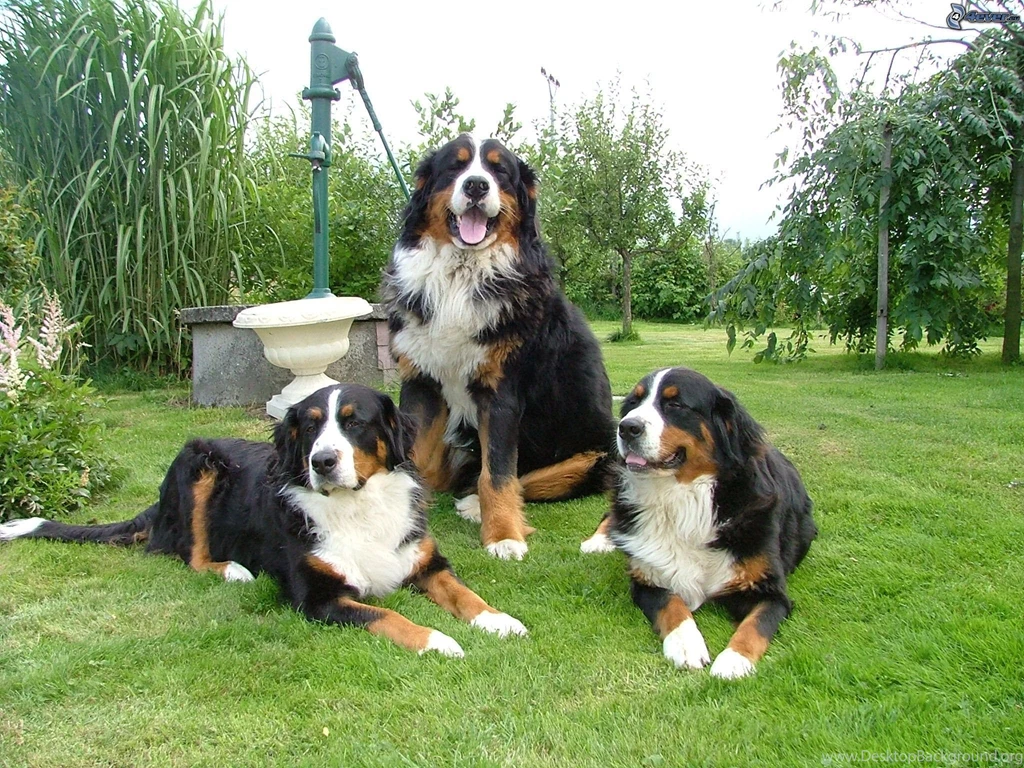 Bernese mountain dogs, grass, garden, water well 142369.jpg