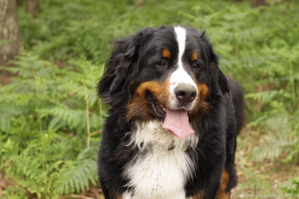 Bernese Mountain Dog Soiled In The Forest Wallpapers And Images ...