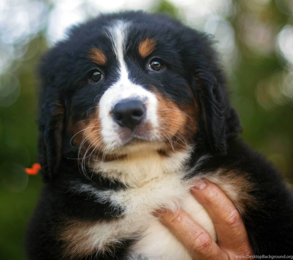 Portrait Of A Beautiful Bernese Mountain Dog Puppy Wallpapers And ...