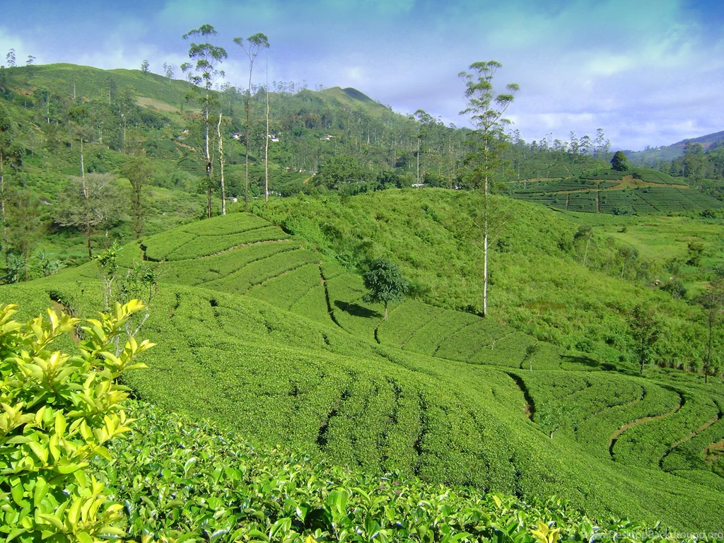 Desktop Wallpaper, Lush Tea Bushes In Sri Lanka
