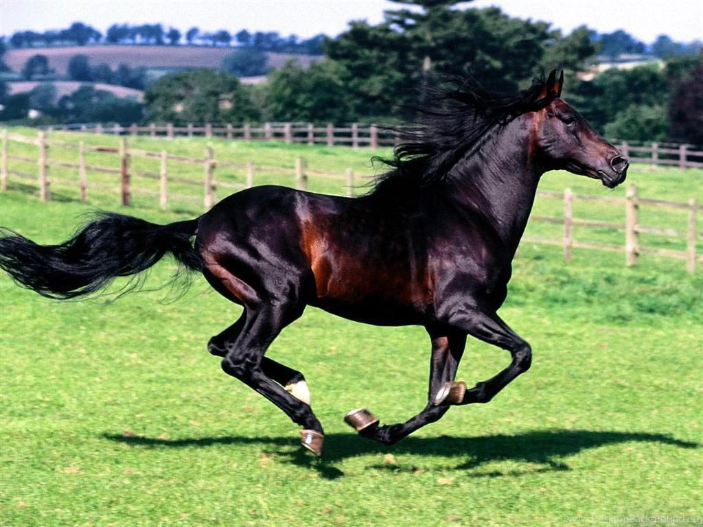 Horse Wallpapers And Backgrounds Animals Town