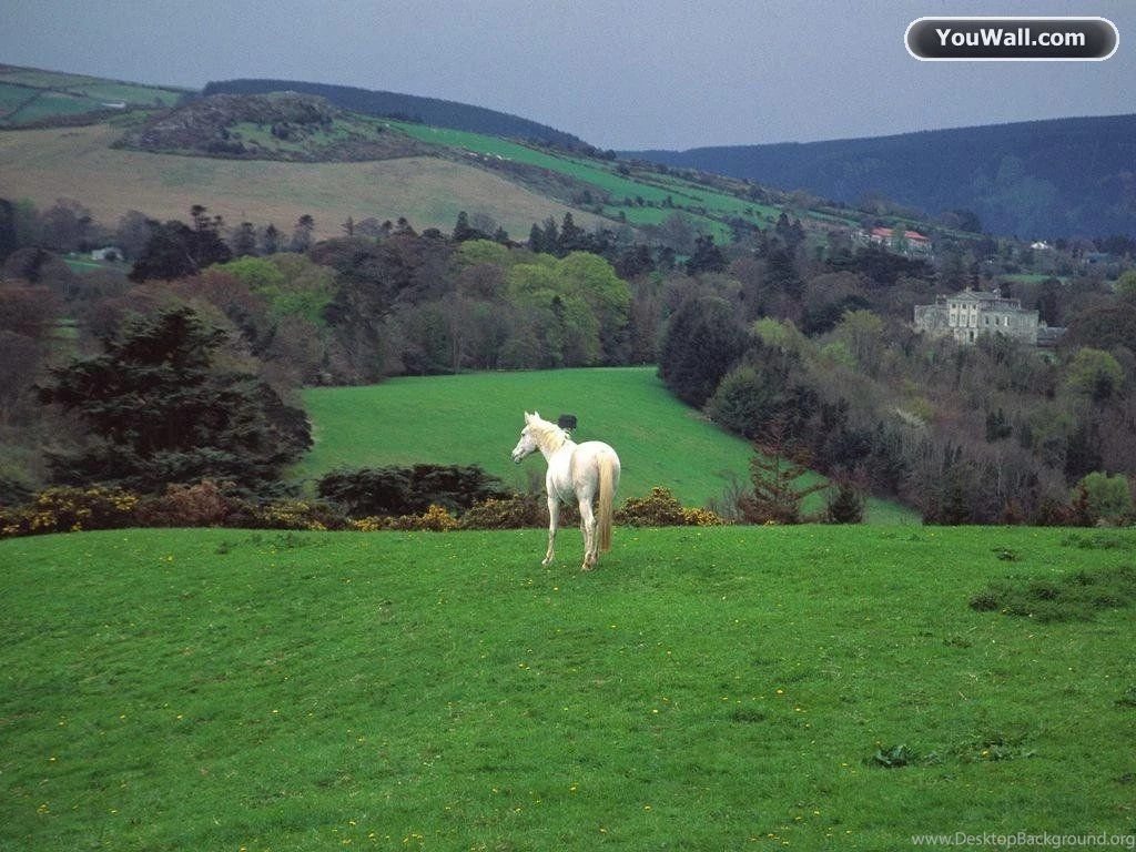 YouWall White Horse Wallpapers Wallpaper,wallpapers,free ...