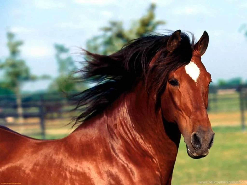 Thoroughbred Horse Wallpapers