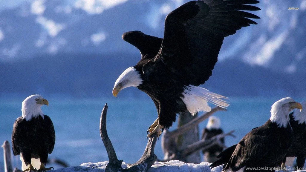 Eagles Wallpapers Phone