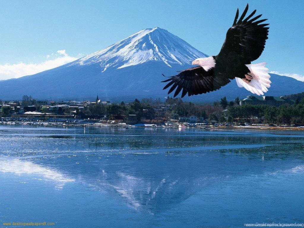 Eagle Desktop Wallpapers Wallpapers Cave