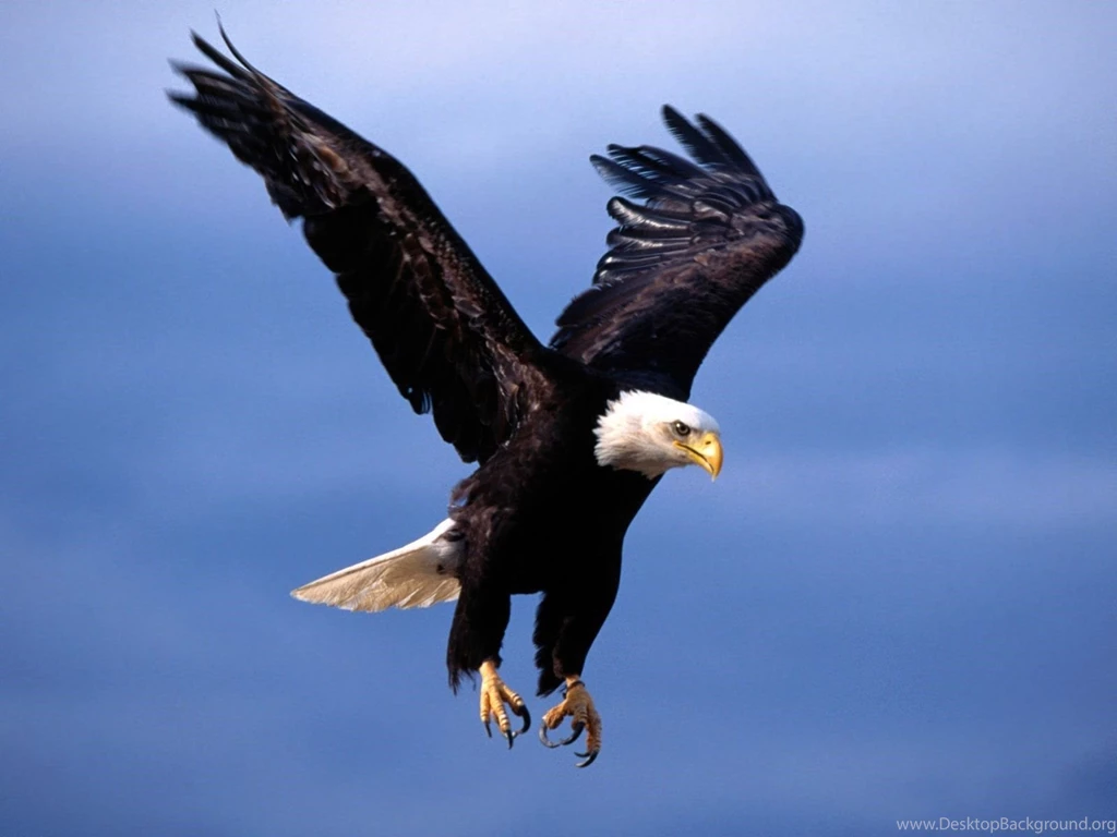 High Definition Eagle Wallpapers For Free Download Desktop Background
