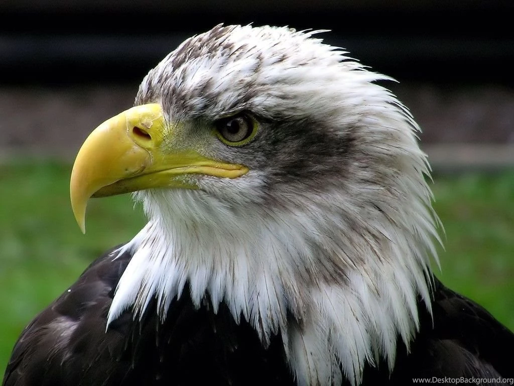 Eagle Wallpapers Beautiful Eagle Birds Wallpapers Gallery
