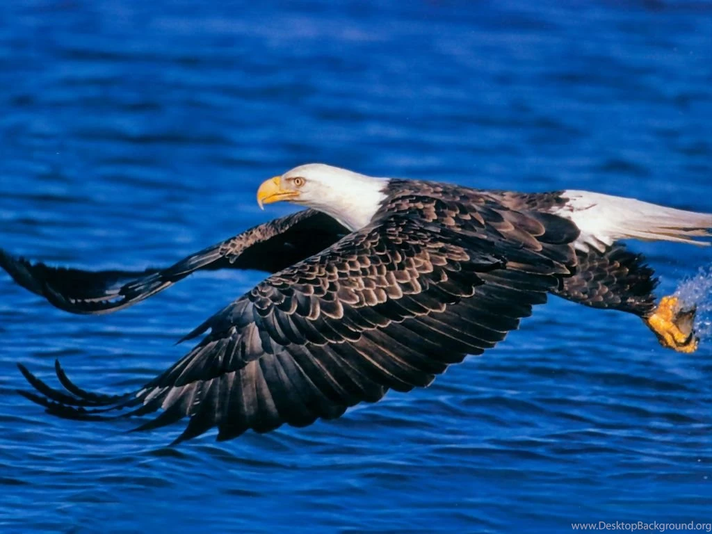 Bald Eagle