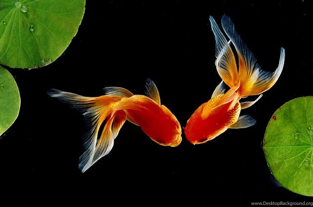 Goldfish HD Wallpapers