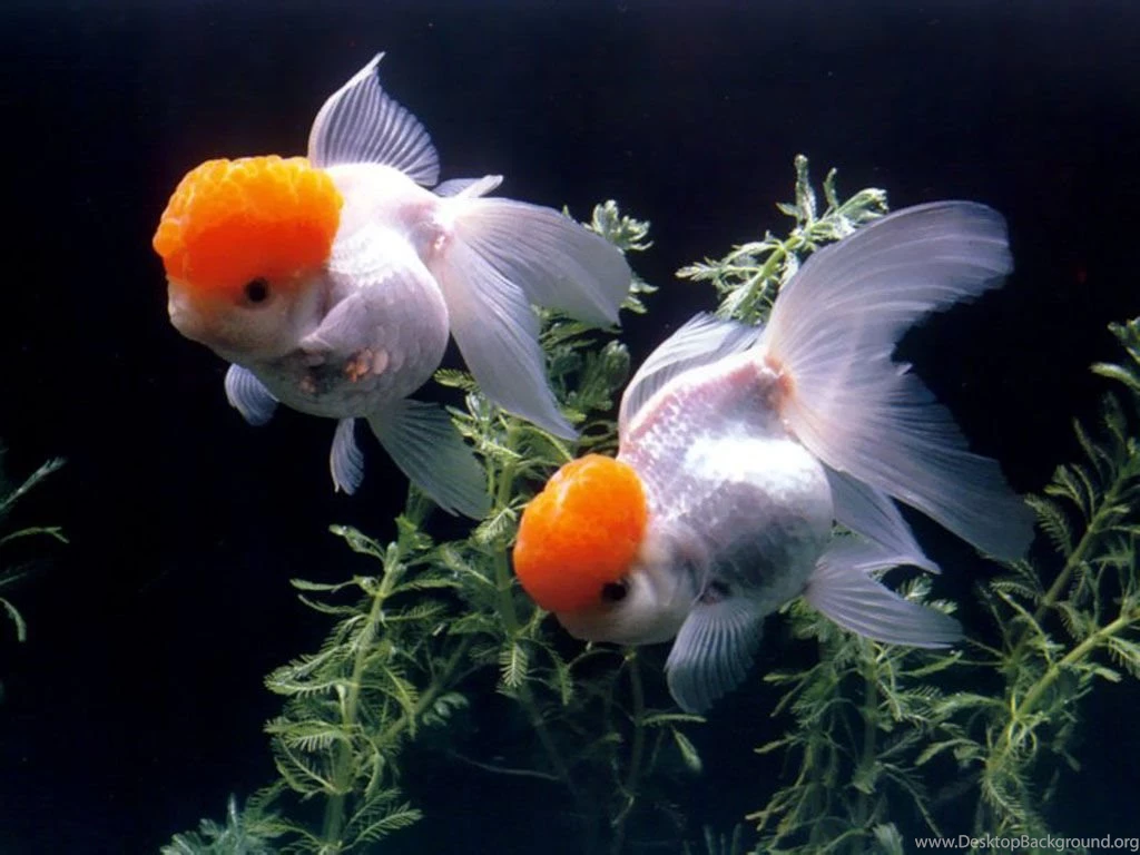 GoldFish HD Wallpapers