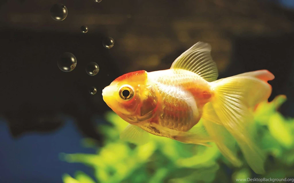 Gold Fish Wallpapers Wallpapers Cave