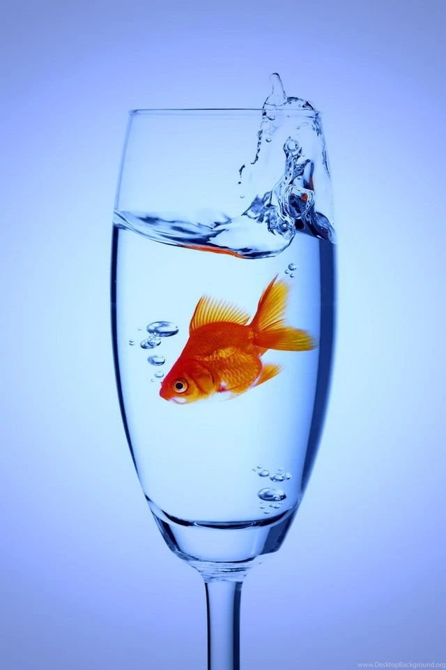Goldfish In Water iPhone 4 Wallpapers (640x960)