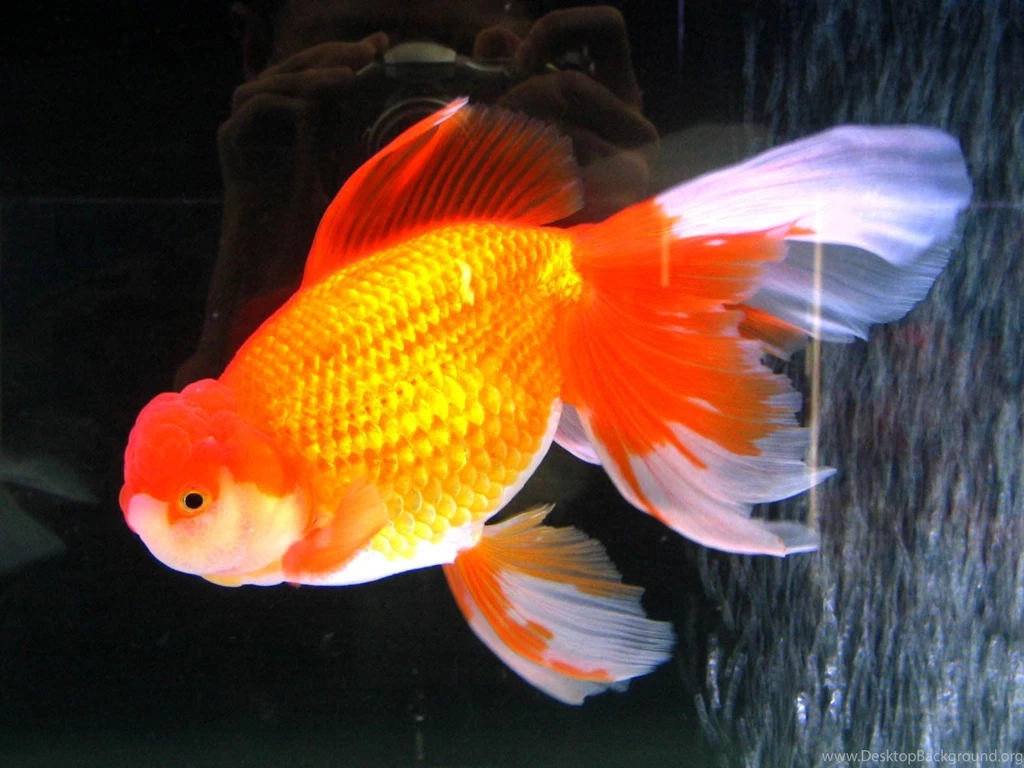 Goldfish Wallpapers And Backgrounds Animals Town
