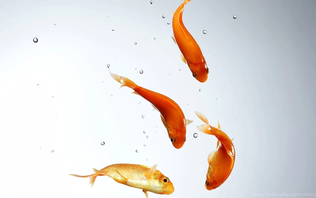 Goldfish And Bubbles Wallpapers 28276