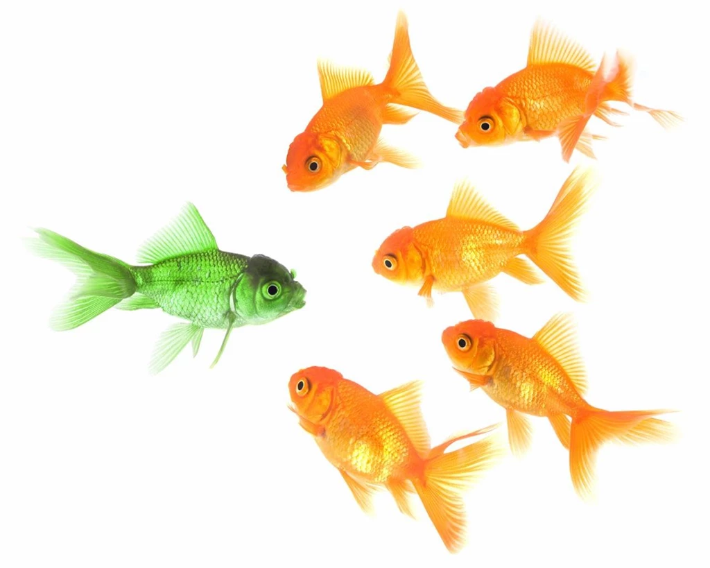 Goldfish (id: 45674) – BUZZERG