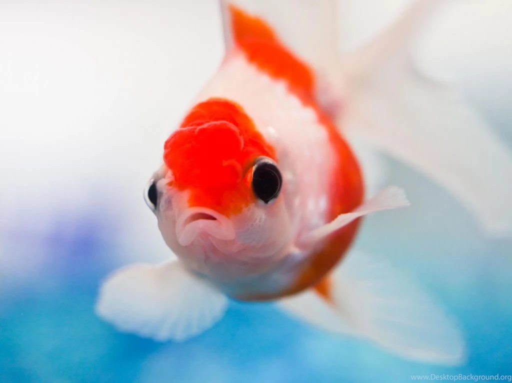 Goldfish Images Download