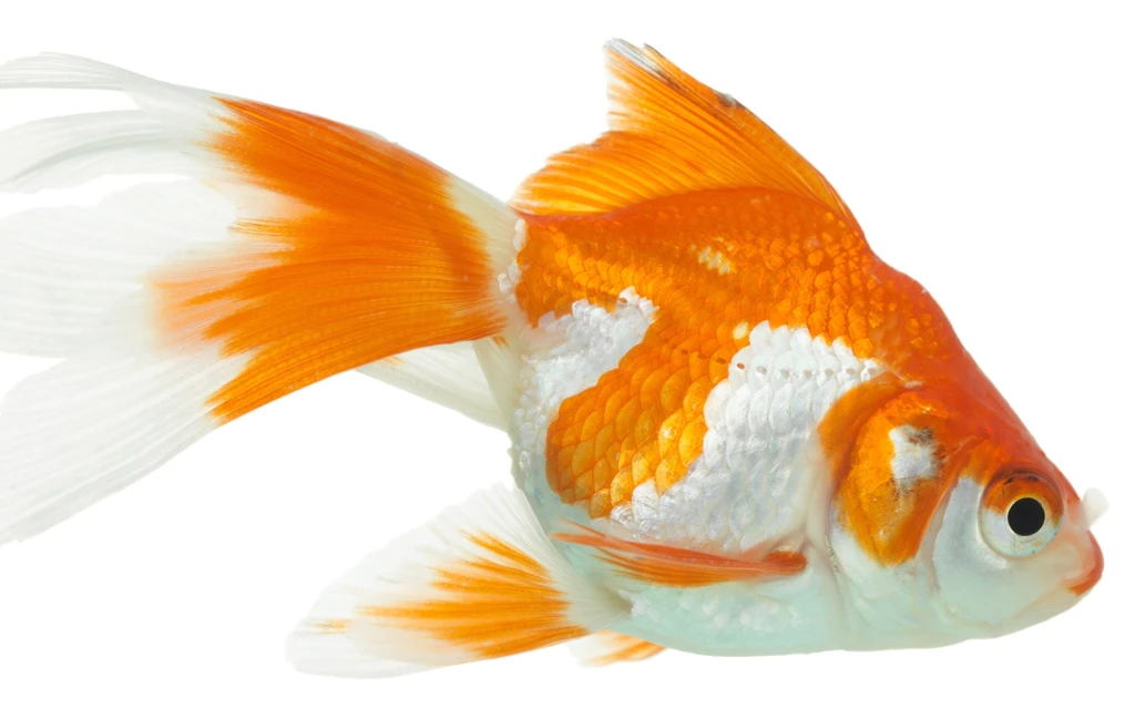 Download Wallpapers 3840x2400 Goldfish, White Background, Close up ...