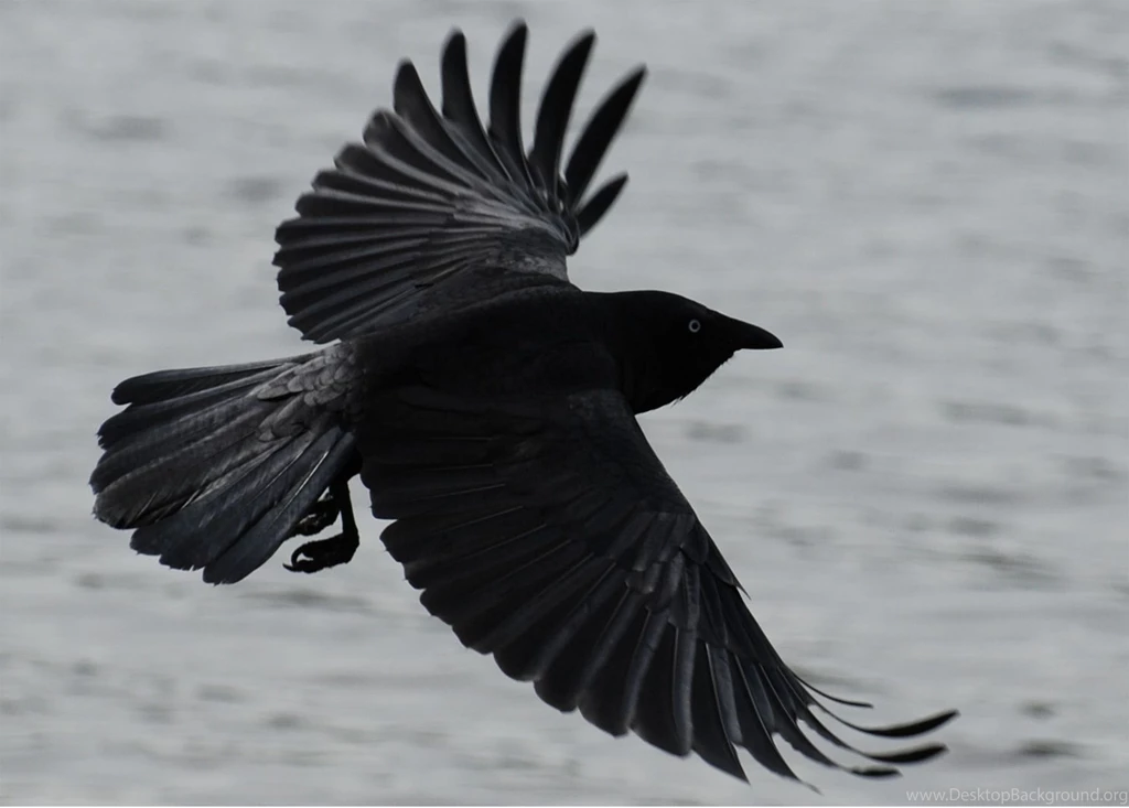 Crow Nice And Cute Hd Desktop Wallpapers Wallpaperss HD