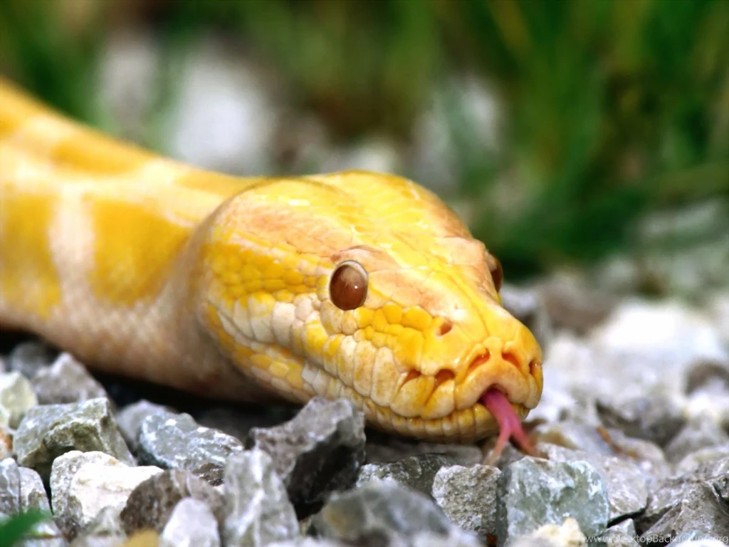 Anaconda Snack HD Wallpapers