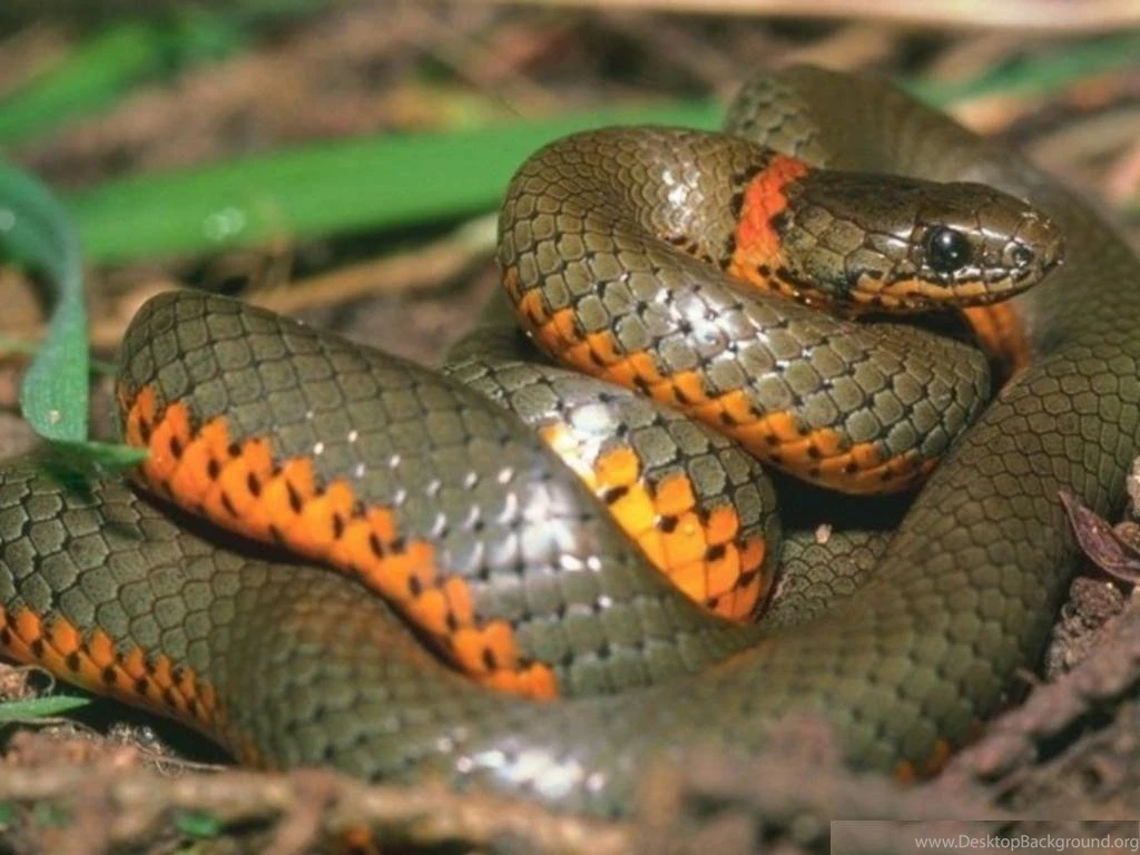 Gallery For Images Snakes Anaconda