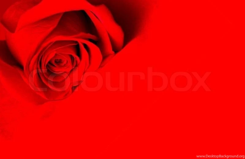 Beautiful Red Rose Over Red Backgrounds