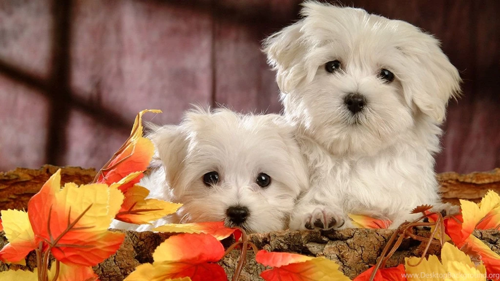 Images of cute dog wallpaper.jpg