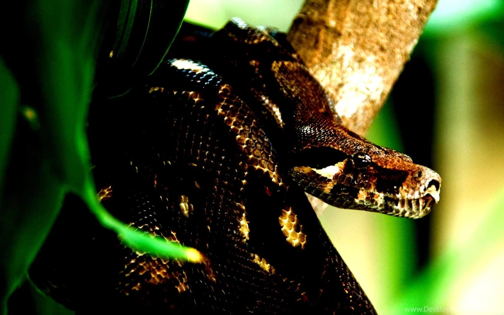 Costa Rica Snake Anaconda