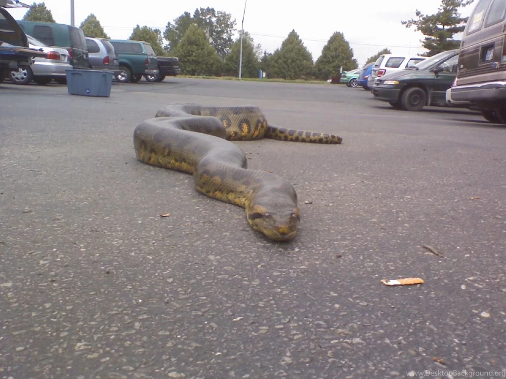 Anaconda on road near hd wallpapers of anaconda free download ...