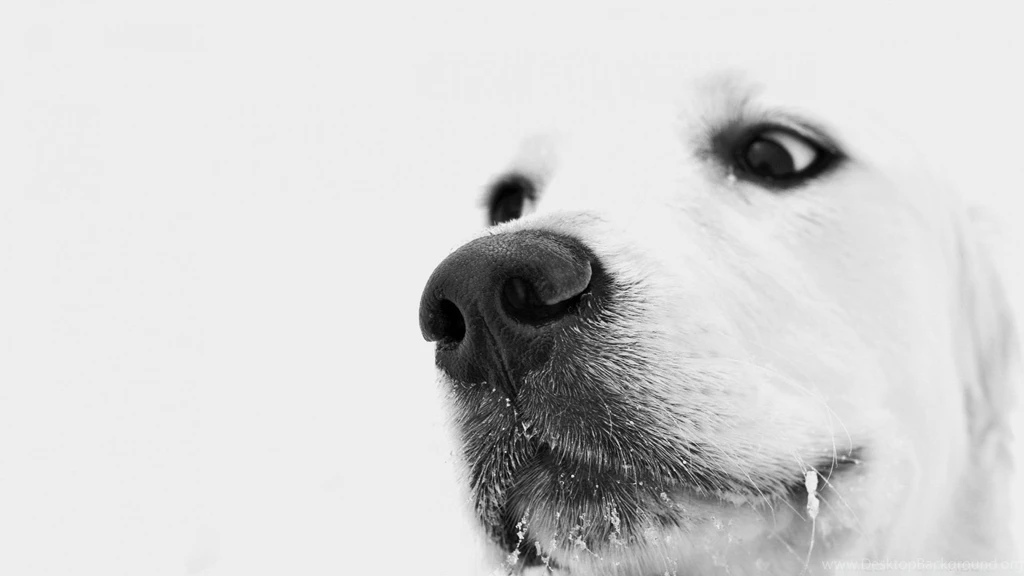 Black And White Sad Dog Wallpapers Download